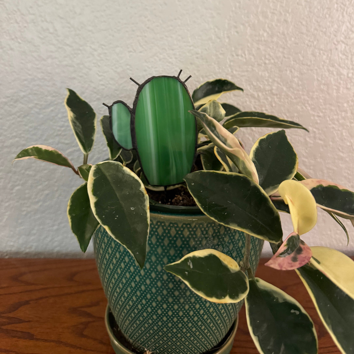 Pepper Cactus