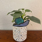 Snail No. 1 - Pip